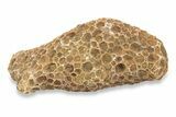 1 1/2 to 2 1/2" Devonian Fossil Tabulate Coral Piece - Photo 4